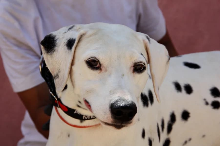 Celta Dalmatiner, female 7yo Mixed Breed for adoption at TS Fellwechsel e.V., Varel /nur Vereinssitz, kein Tierheim vor Ort