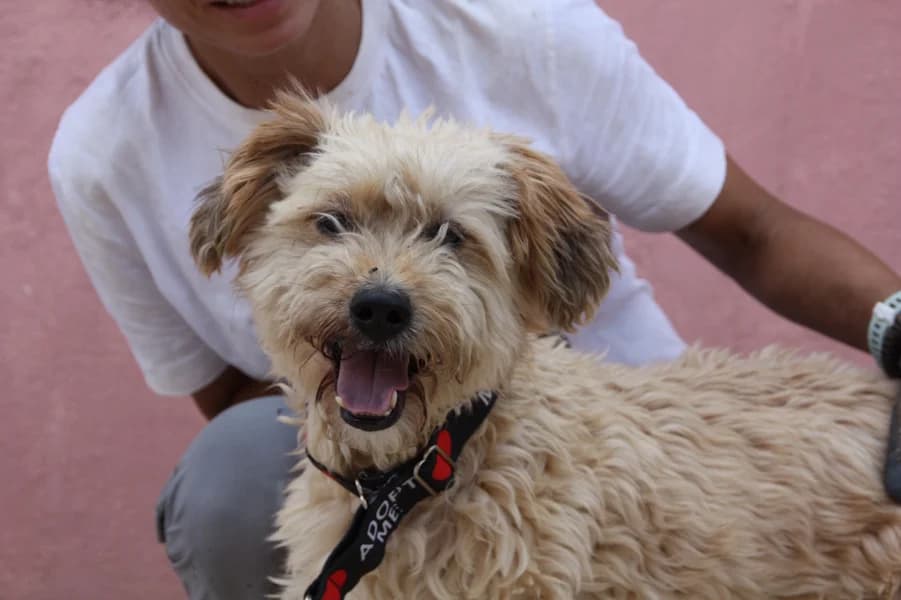 Bony Wasserhund-Terrier-Mix, male senior Mixed Breed for adoption at TS Fellwechsel e.V., Varel /nur Vereinssitz, kein Tierheim vor Ort
