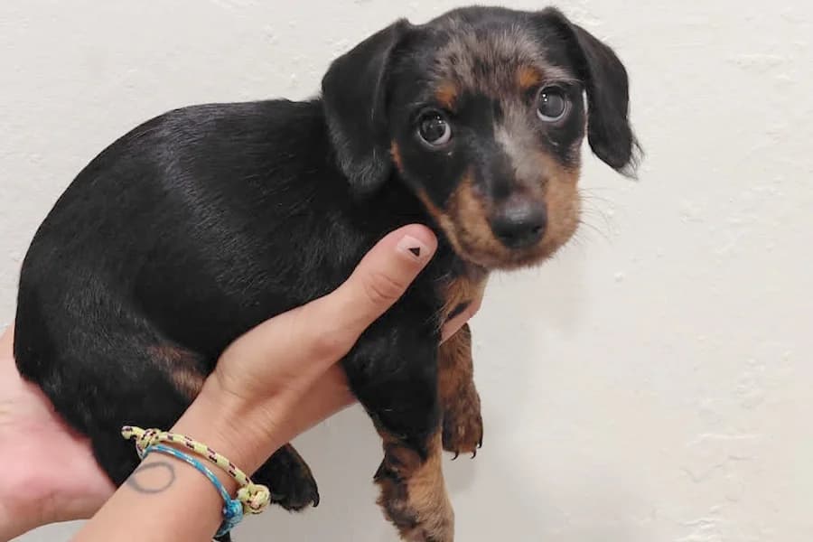 Mariola Terrier-Dackel, female puppy Mixed Breed for adoption at TS Fellwechsel e.V., Varel /nur Vereinssitz, kein Tierheim vor Ort