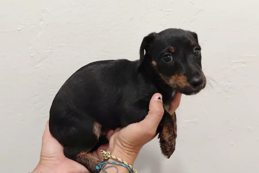 Fanny Terrier-Dackel, female puppy Mixed Breed for adoption at TS Fellwechsel e.V., Varel /nur Vereinssitz, kein Tierheim vor Ort
