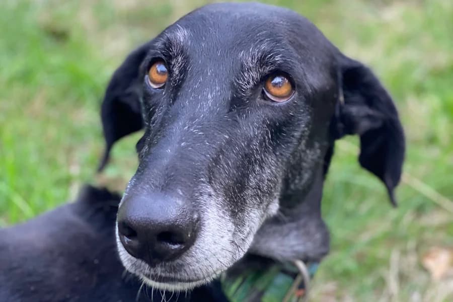Tarot Galgo-Mix, male 7yo Mixed Breed for adoption at TS Fellwechsel e.V., Varel /nur Vereinssitz, kein Tierheim vor Ort