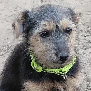 Lüszi, female Mixed Breed for adoption at Tierschutzverein TS Nie mehr allein e.V. — photo 2 of 10