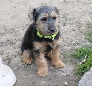 Lüszi, female Mixed Breed for adoption at Tierschutzverein TS Nie mehr allein e.V. — photo 4 of 10