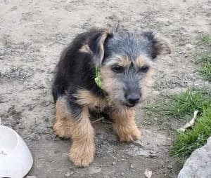 Lüszi, female Mixed Breed for adoption at Tierschutzverein TS Nie mehr allein e.V. — photo 5 of 10