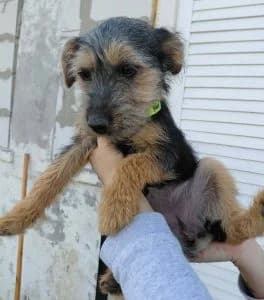 Lüszi, female Mixed Breed for adoption at Tierschutzverein TS Nie mehr allein e.V. — photo 6 of 10
