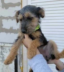 Lüszi, female Mixed Breed for adoption at Tierschutzverein TS Nie mehr allein e.V. — photo 7 of 10
