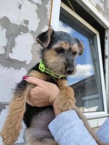 Lüszi, female Mixed Breed for adoption at Tierschutzverein TS Nie mehr allein e.V. — photo 8 of 10