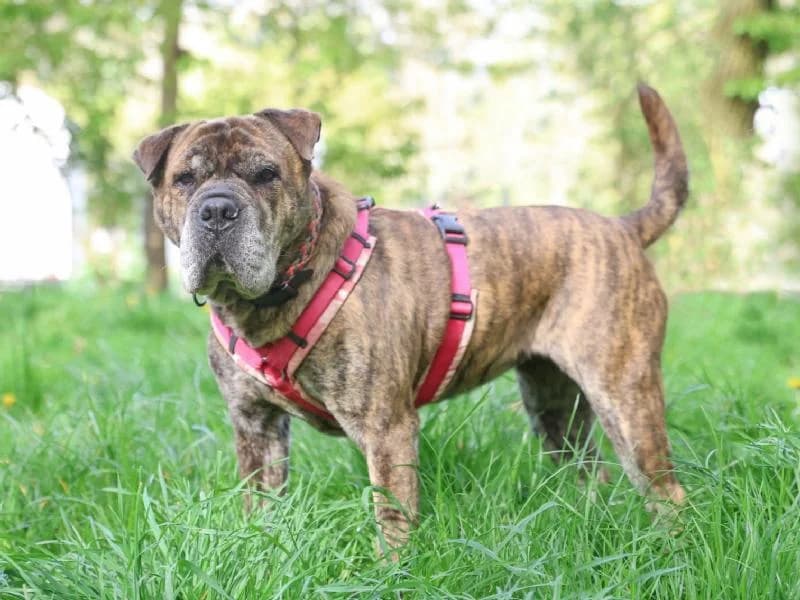 Amy, female senior Shar Pei for adoption at Tierschutzverein Düren und Umgebung