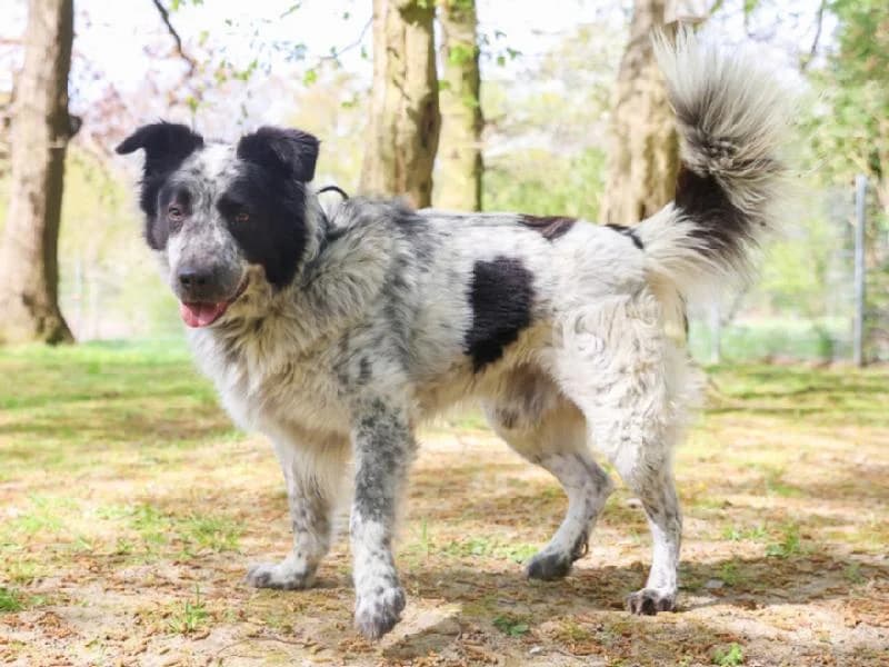 Barney, male 5yo mixed breed for adoption at Tierschutzverein Düren und Umgebung