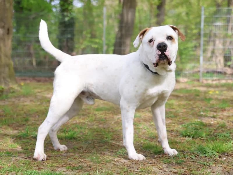 Bubbles, male 4yo mixed breed for adoption at Tierschutzverein Düren und Umgebung