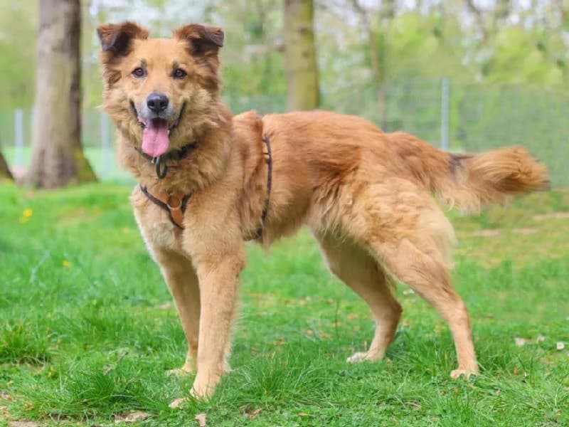 Henri, male 7yo Mixed Breed for adoption at Tierschutzverein Düren und Umgebung