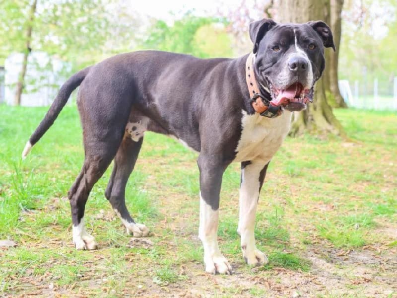 Marley, male senior Pit Bull Terrier for adoption at Tierschutzverein Düren und Umgebung