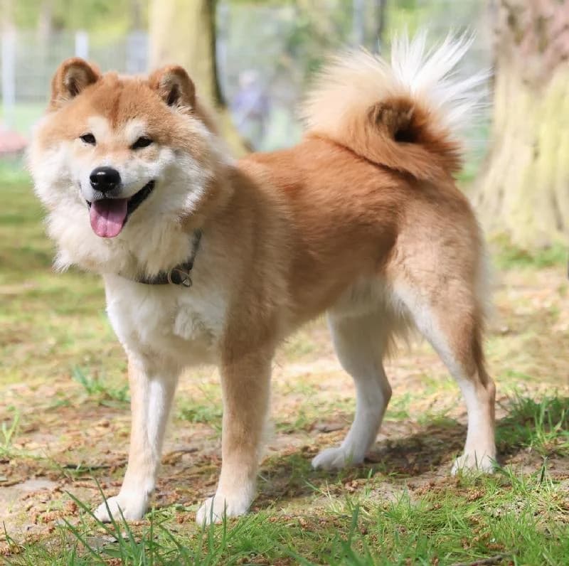 Maxwell, male 5yo Shiba Inu for adoption at Tierschutzverein Düren und Umgebung