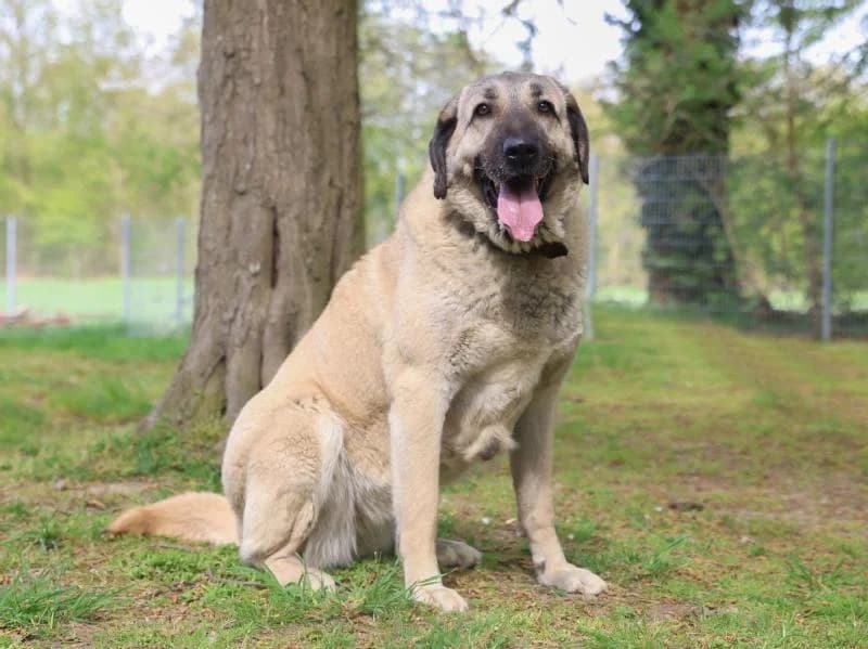 Shirin, female 5yo Kangal for adoption at Tierschutzverein Düren und Umgebung