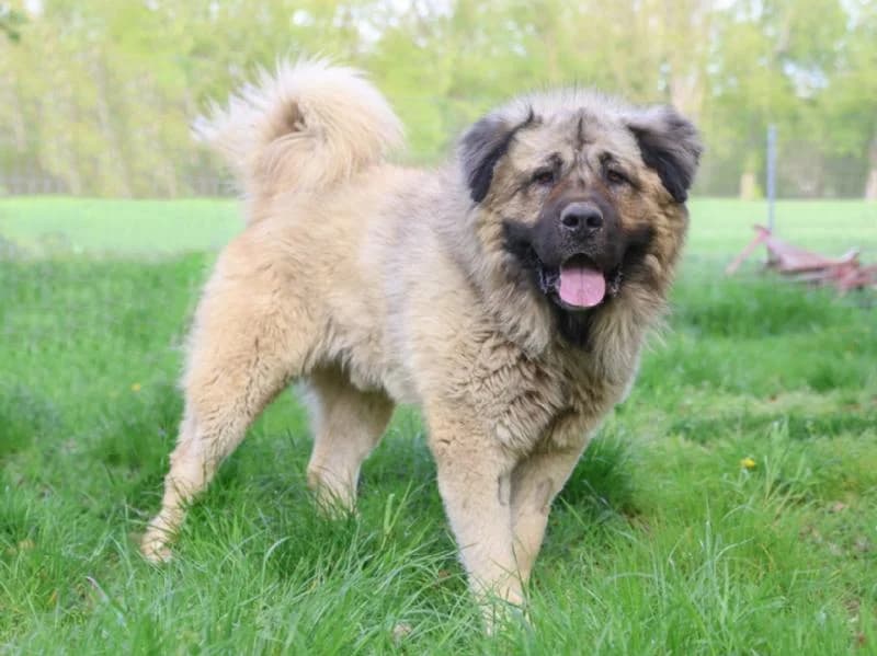 Hoshi, male 3yo mixed breed for adoption at Tierschutzverein Düren und Umgebung