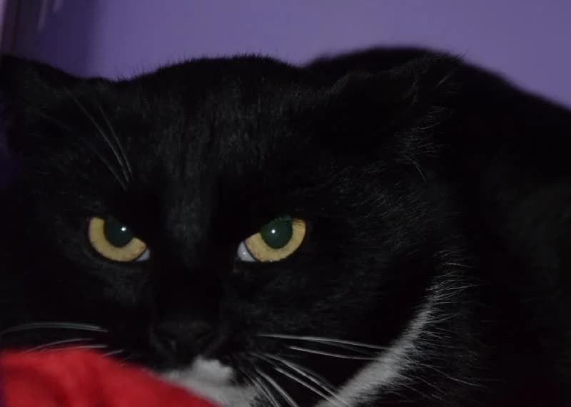 Maddock, female 3yo mixed breed for adoption at Tierschutzverein Düren und Umgebung