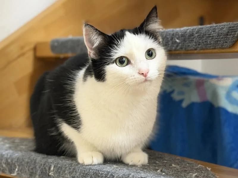 Mini Me, female young mixed breed for adoption at Tierschutzverein Düren und Umgebung