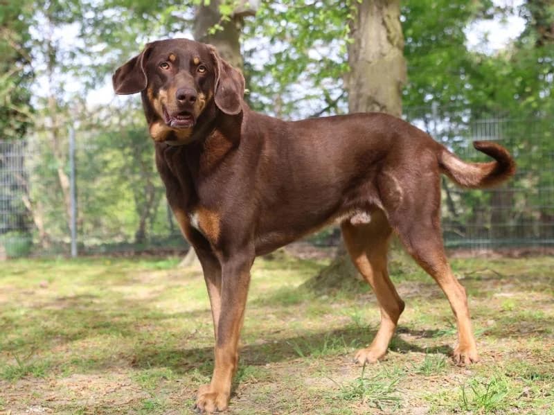 Theo, male 5yo Doberman for adoption at Tierschutzverein Düren und Umgebung