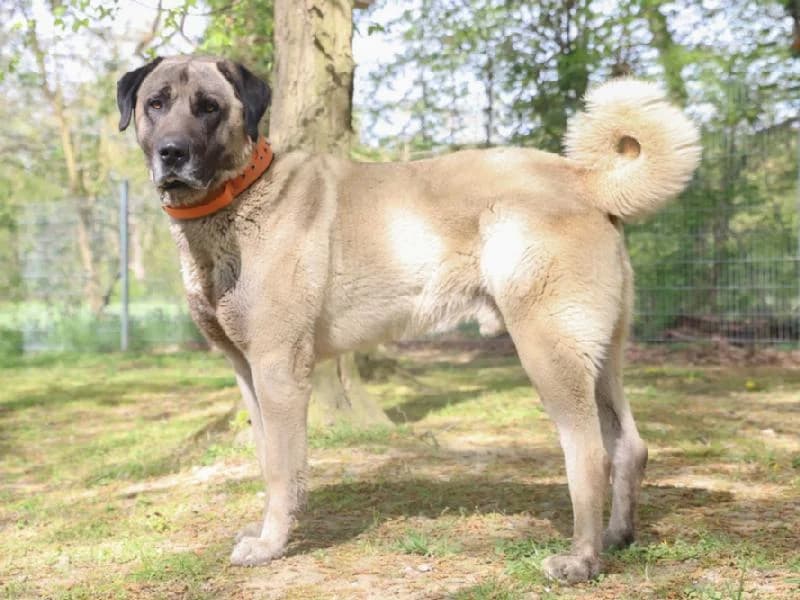 Charly, male 4yo Kangal for adoption at Tierschutzverein Düren und Umgebung