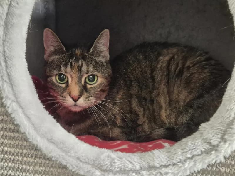 Yalda, female 4yo mixed breed for adoption at Tierschutzverein Düren und Umgebung