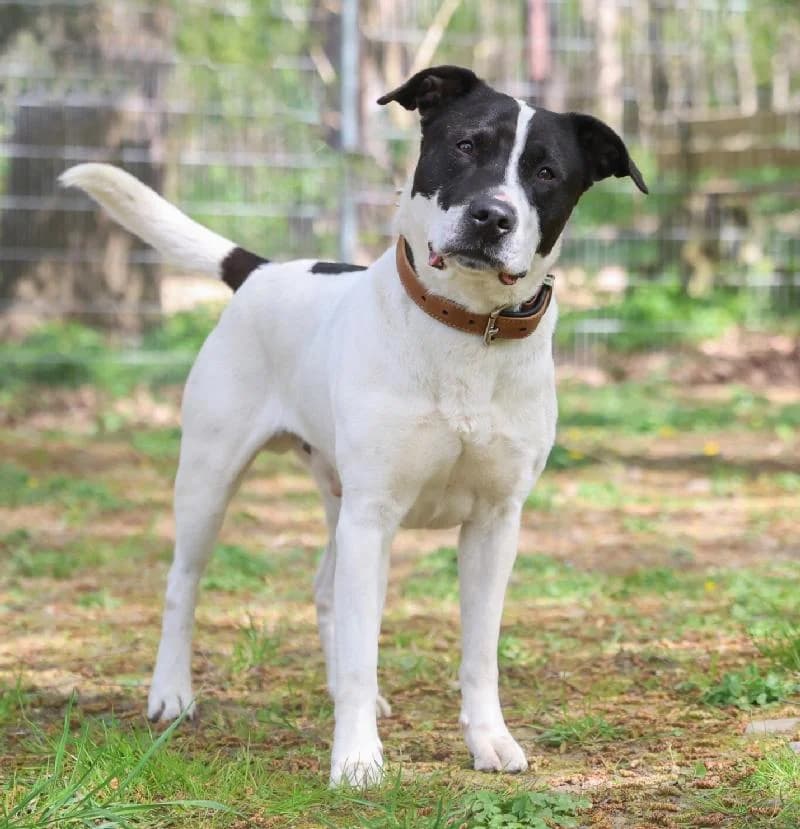 Monti, male senior Border Collie for adoption at Tierschutzverein Düren und Umgebung