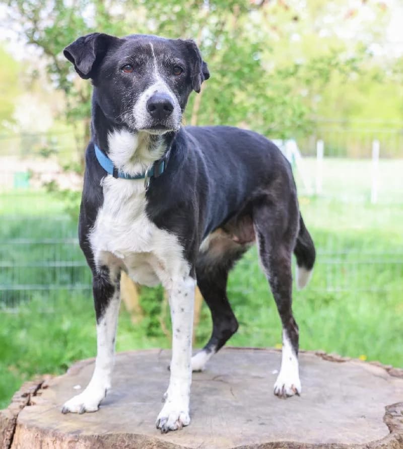 Suky, female senior mixed breed for adoption at Tierschutzverein Düren und Umgebung
