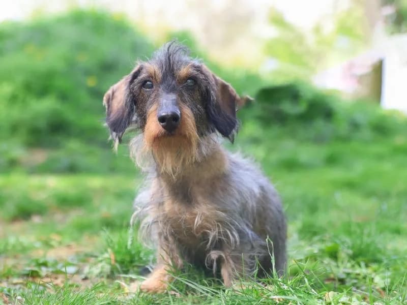 Rocky, male senior Dachshund for adoption at Tierschutzverein Düren und Umgebung