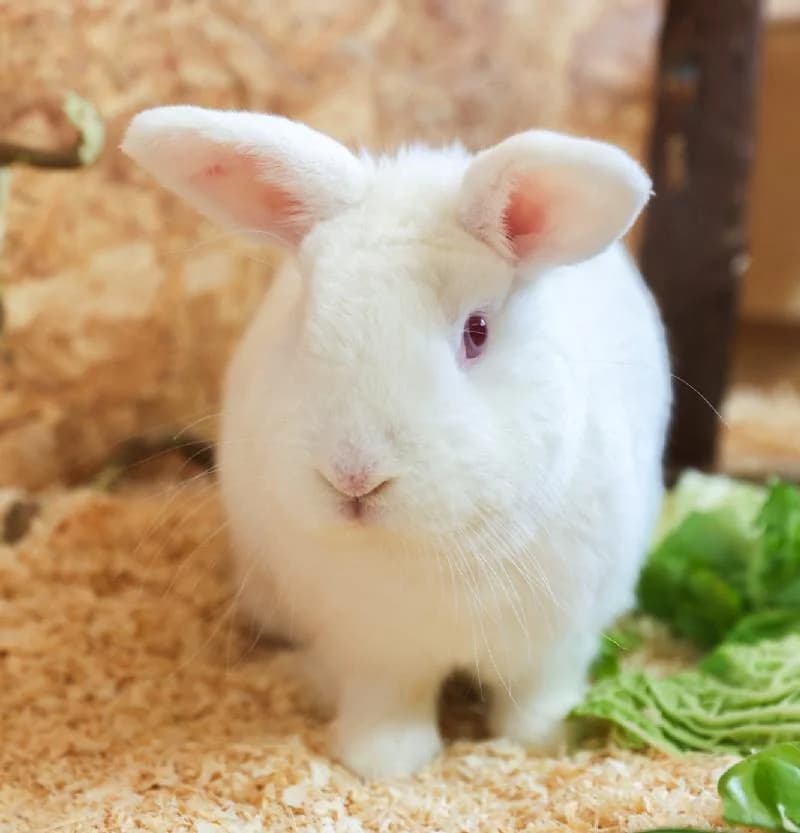 Boo, male mixed breed for adoption at Tierschutzverein Düren und Umgebung