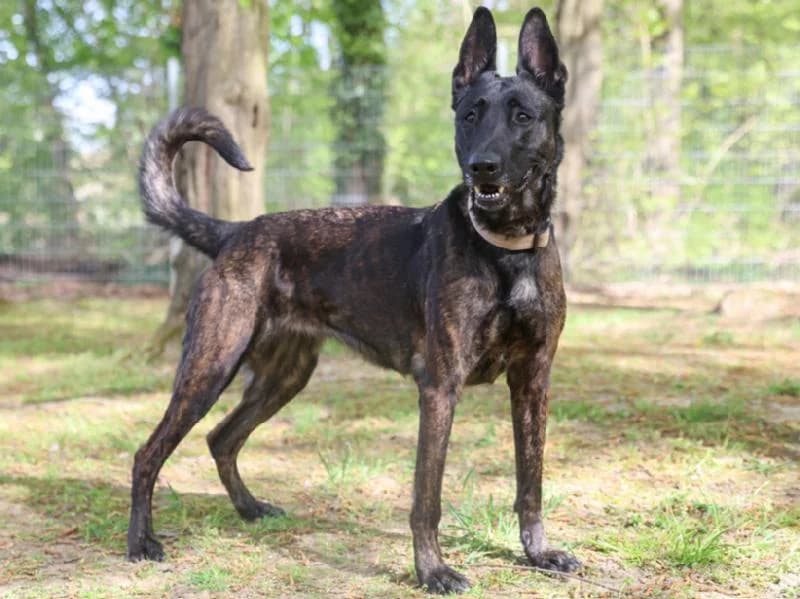 Bella, female young Belgian Malinois for adoption at Tierschutzverein Düren und Umgebung