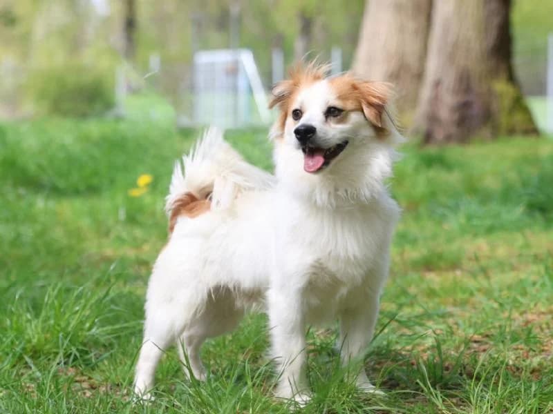 Sorlo, male young mixed breed for adoption at Tierschutzverein Düren und Umgebung