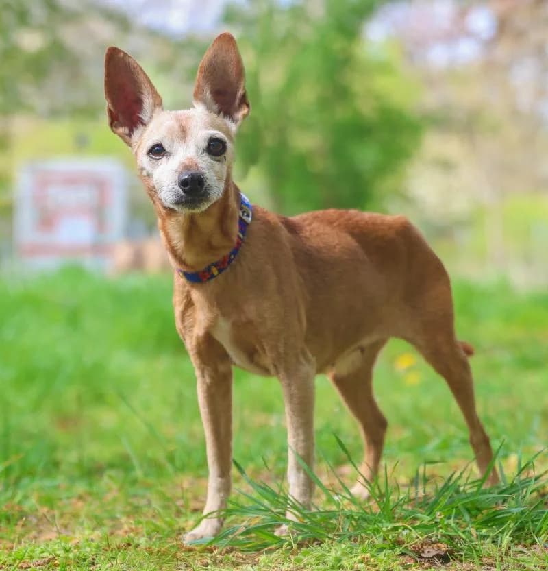 Amy, female senior mixed breed for adoption at Tierschutzverein Düren und Umgebung