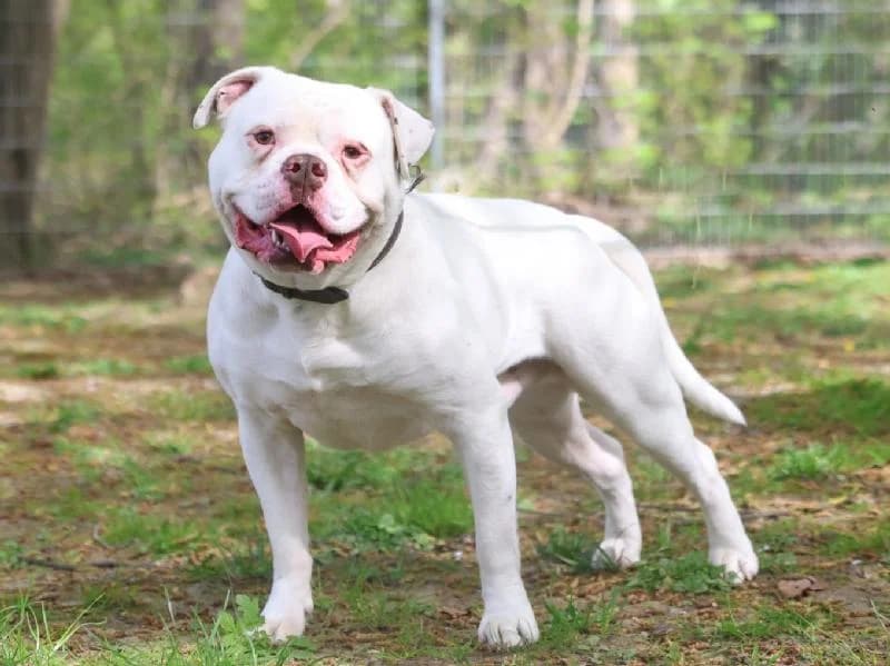 Bonsai, male 3yo Mixed Breed for adoption at Tierschutzverein Düren und Umgebung