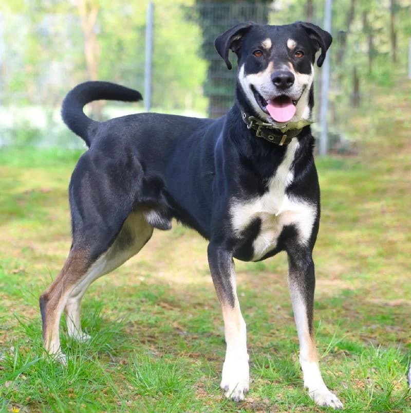 Falco, male 4yo Husky for adoption at Tierschutzverein Düren und Umgebung