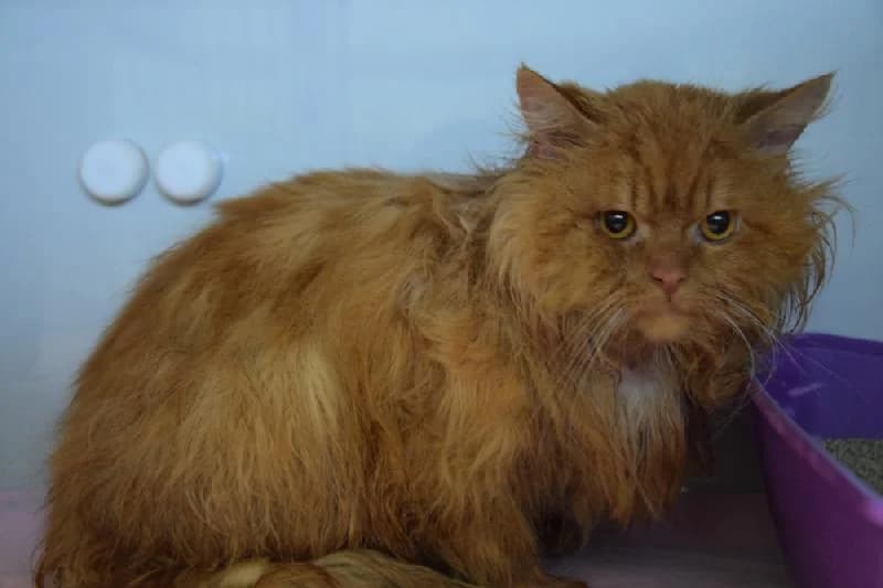 Camilo, male 6yo Persian for adoption at Tierschutzverein Düren und Umgebung