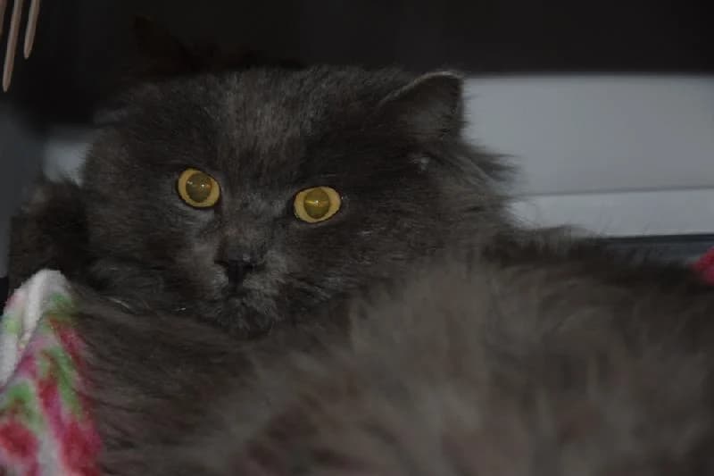 Sabo, male 3yo mixed breed for adoption at Tierschutzverein Düren und Umgebung