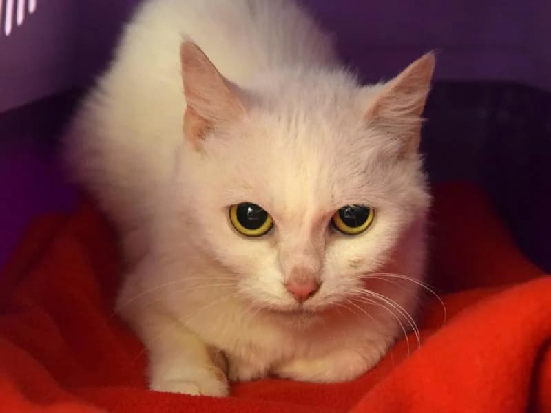 Mary-Lou,  (Tierschutzverein Düren und Umgebung)