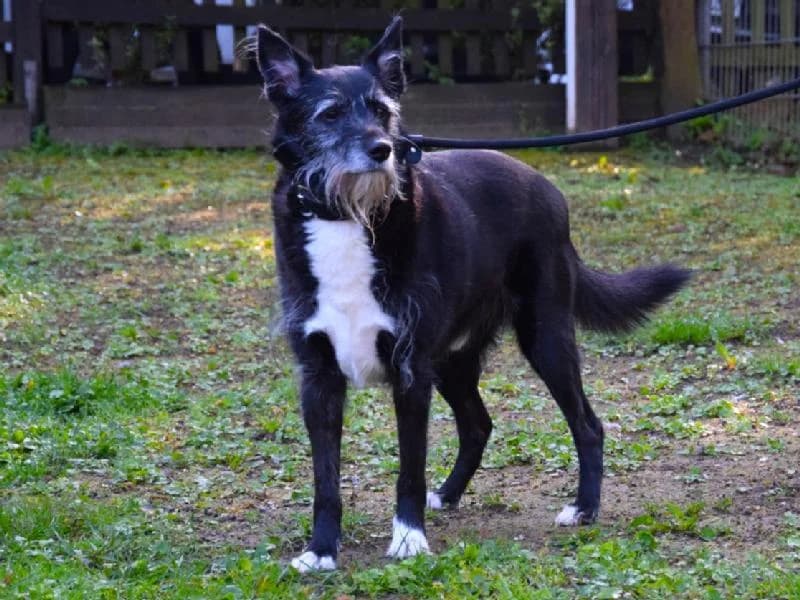 Riley, male senior Mixed Breed for adoption at Tierschutzverein Düren und Umgebung