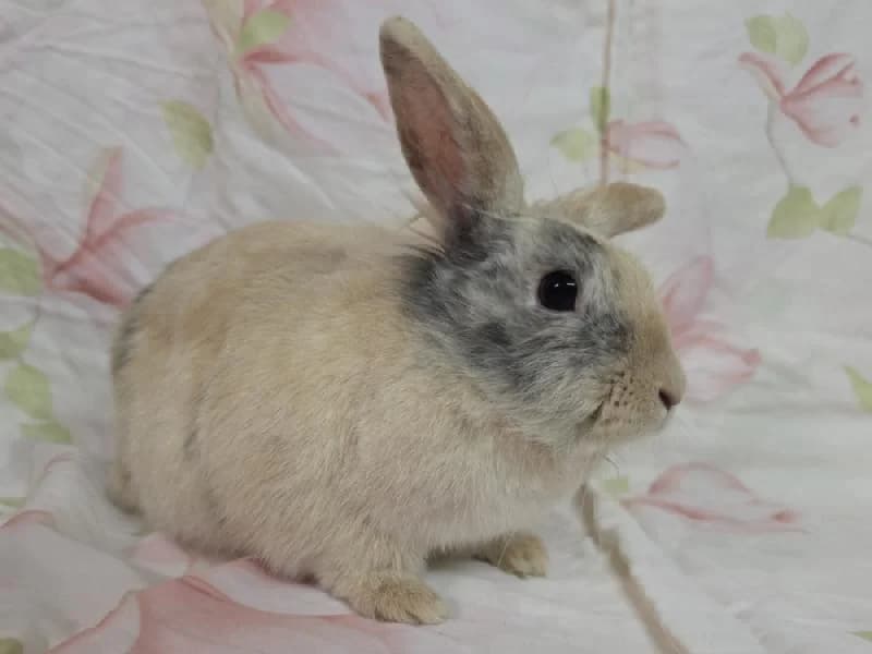 Pummeluff, female young mixed breed for adoption at Tierschutzverein Düren und Umgebung
