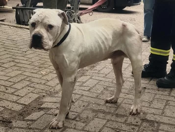 Hunter, male Dogo Argentino for adoption at Tierschutzverein Düren und Umgebung