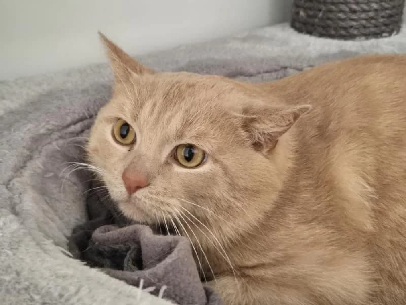 Mushu,  (Tierschutzverein Düren und Umgebung)