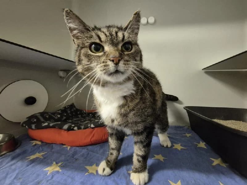 Miss Mirella, female senior mixed breed for adoption at Tierschutzverein Düren und Umgebung
