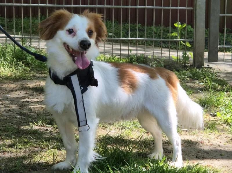 Linus, male Mixed Breed for adoption at Tierschutzverein Düren und Umgebung