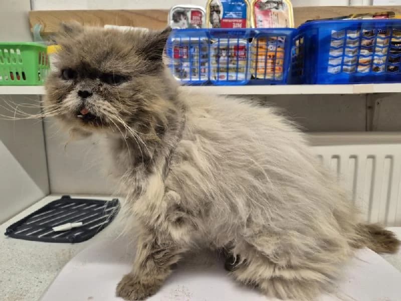 Helmut, male 6yo Persian for adoption at Tierschutzverein Düren und Umgebung