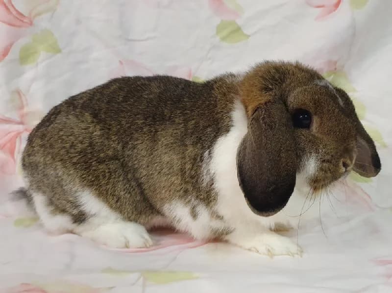 Marla, female 3yo mixed breed for adoption at Tierschutzverein Düren und Umgebung