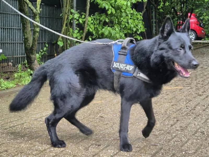 Cliff, male German Shepherd for adoption at Tierschutzverein Düren und Umgebung