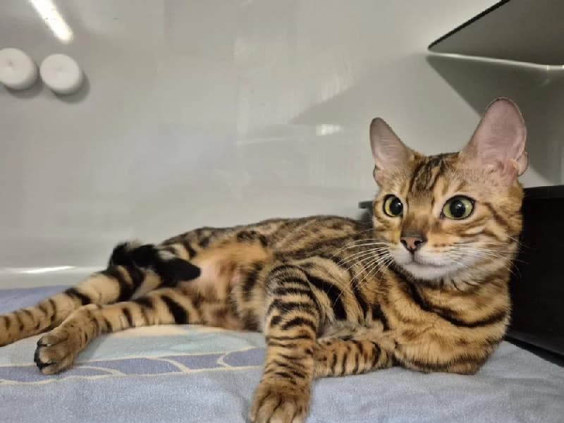 Tamika, female young Bengal for adoption at Tierschutzverein Düren und Umgebung