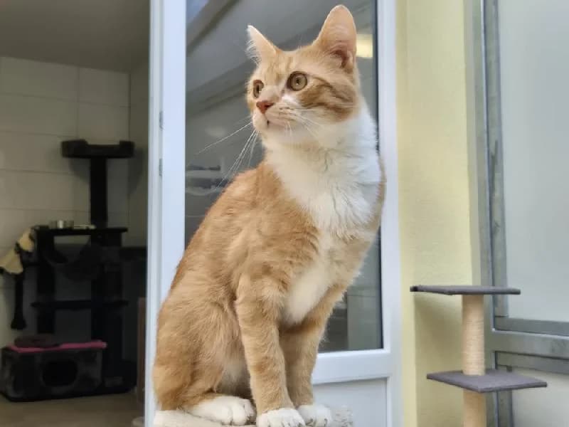 Snickers, male 3yo mixed breed for adoption at Tierschutzverein Düren und Umgebung