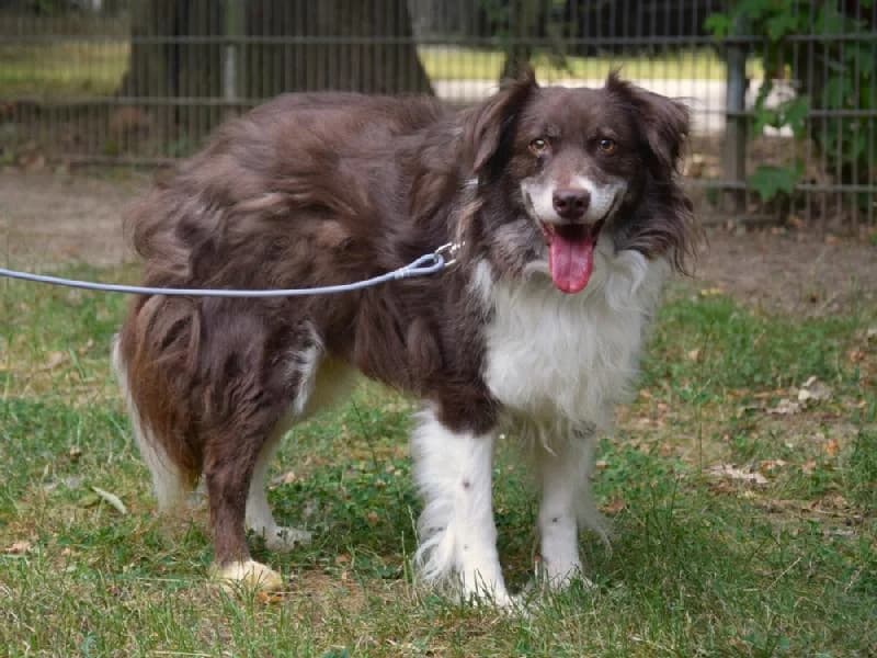Buddy, male 4yo Australian Shepherd for adoption at Tierschutzverein Düren und Umgebung
