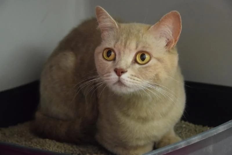 Willow, female mixed breed for adoption at Tierschutzverein Düren und Umgebung