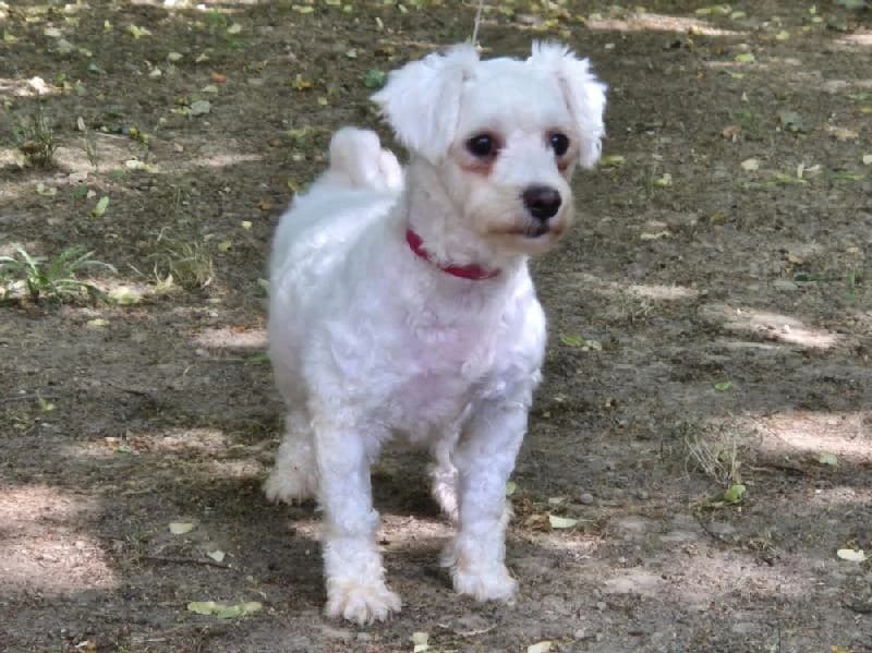 Maya, female 4yo Bichon Frisé for adoption at Tierschutzverein Düren und Umgebung